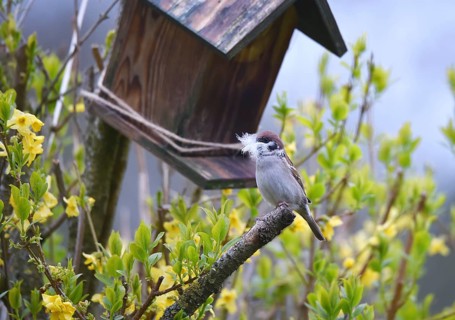 Sparrow, sparrow, (Passeridae) with nesting material in beak, Schleswig-Holstein, Germany