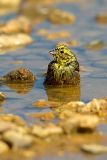 Emberiza Citrinella, Yellowhammer, Yellowhammer, Bath, Bird Bath, Birds, High Size, Portrait