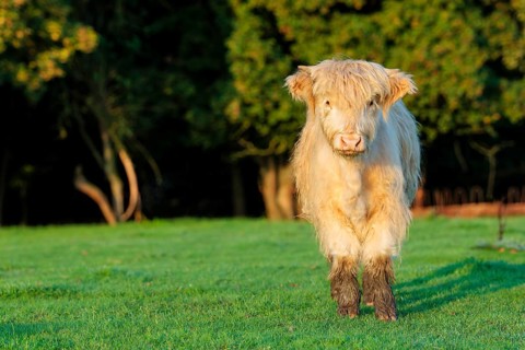 Early one sunny morning, a Highland calf (Bos primigenius taurus) stands in a green pasture at the