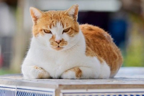 House cat lying on a wall, Fuerteventura, Canary Islands, Spain