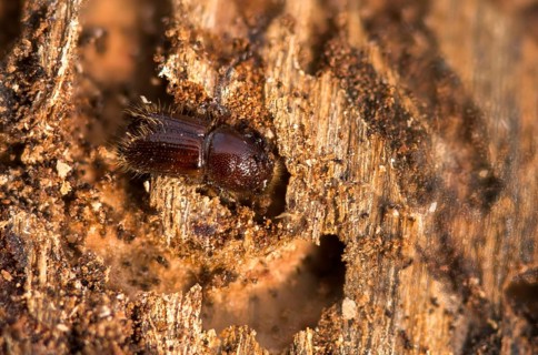 Letterpress, curculionidae, European spruce bark beetle, spruce bark beetle, large eight-toothed