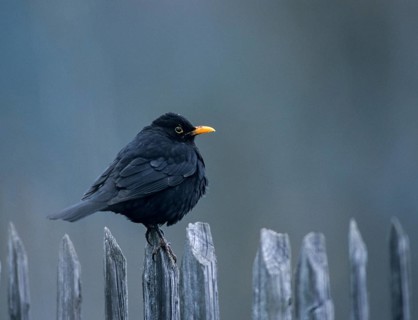 Blackbird, Turdus Merula, Birds, Garden, Garden Fence, Garden Fence, Leo, Male, Passeri, Songbirds,