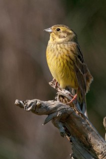 2009, Brandenburg, Emberiza Citrinella, Germany, Yellowhammer, Grünhäuser See, Nabu, national