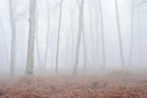 Birch forest and bracken fern (Pteridium aquilinum) with morning fog in winter, North