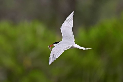 Common tern (Sterna hirundo), in flight with a fish in its beak, Saintes-Marie-de-la-Mer, Camargue,