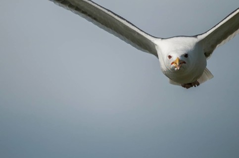 Black-backed gull, great black-backed gull, great black-headed gull, larus marinus, clotted gull,