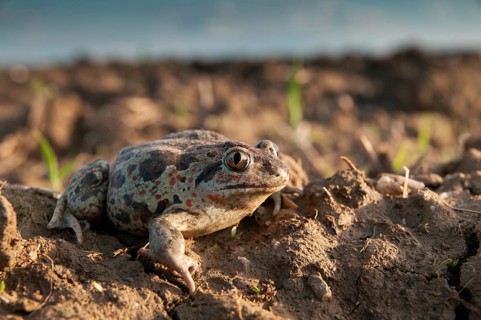 Common spadefoot, garlic toad, pelobates fuscus, field, amphibians, amphibians, agriculture,