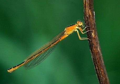 Ischnura Pumilio, little unlucky dragonfly, scarce blue-tailed damselfly, damselflies, dragonflies,