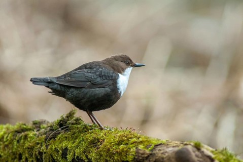 Cinclus cinclus, dippers, dippers, courtship behavior, birds, courtship display, male, passeri,