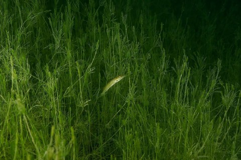 A pike swimming amidst dense green aquatic plants – hornwort (Chara tomentosa) – at the Wildsau