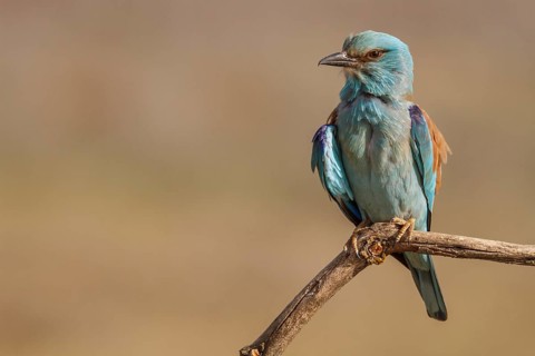 European Roller (Coracias garrulus), perched on a branch, Castile-La Mancha