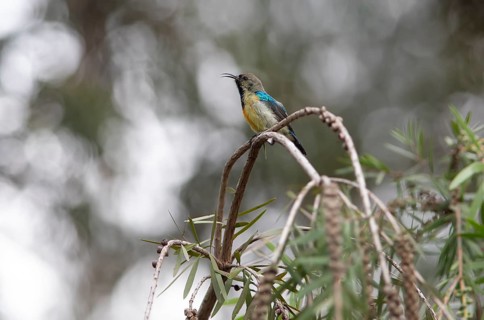 Variable Sunbird (Cinnyris venustus), Musanze or Ruhenegeri, Rwanda
