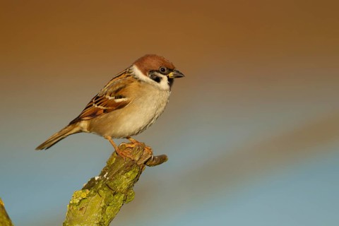Tree sparrow (Passer montanus) adult bird on a tree branch, England, United Kingdom