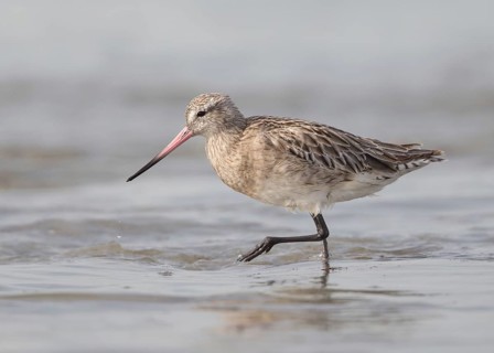 Bar-tailed Godwit (Limosa lapponica) foraging, Gambia