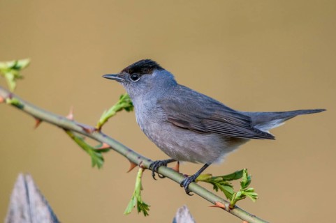 Blackcap, blackcap, blackcap, Sylvia atricapilla, birds, garden, garden fence, male, passeri,