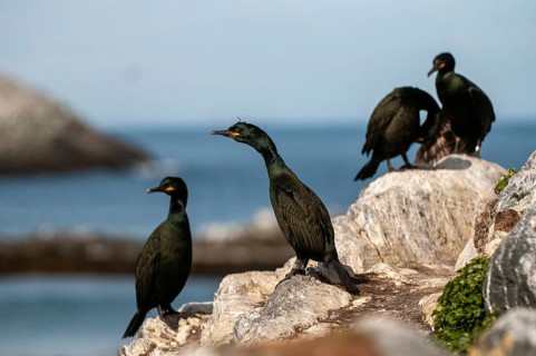 Common Shag, European Shag, Gulosus Aristotelis, Crow Shard, Norway, Phalacrocorax Aristotelis,