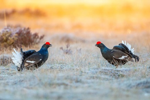 Black grouse (Lyrurus tetrix), black grouse courtship in Sweden, Fågelsjö, Gävleborgs län, Sweden
