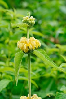 Russel's phlomis or Syrian phlomis (Phlomis russeliana), inflorescence, ornamental plant, North