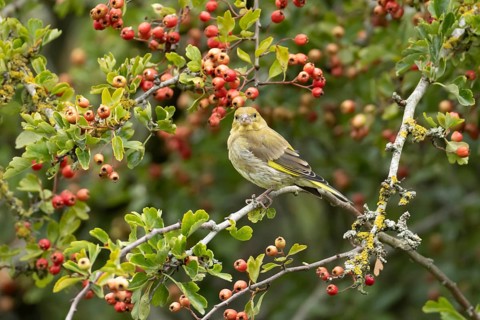 European greenfinch (Chloris chloris) adult garden bird in a Hawthorn tree with red berries in