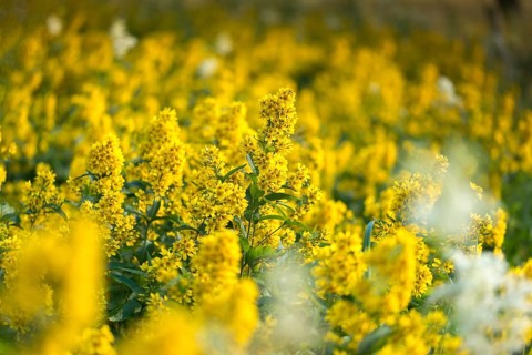 Common willow, common willow, Lysimachia vulgaris, primrose, primulaceae, panicle-yellow willow,
