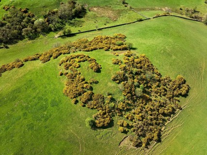 Aerial photo of ameadow pasture with blooming gorse in Northumberland, England, UK