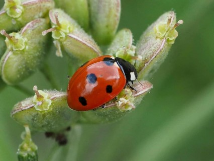 Close-up of a ladybird, the seven-spot ladybird (Coccinella septempunctata), on a plant bud,