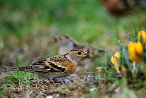 Mountain Finch, Brambling, Fringilla Montifringilla, Birds, Spring, Garden, Leo, Passeri,