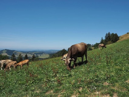 A herd of cows grazes peacefully in a meadow with mountain views, Hüttchopf, Tösstal, Canton of