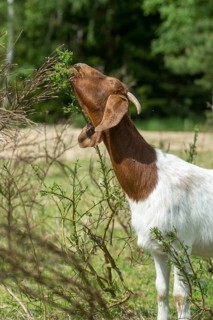 Artiodactyla, Boer goat, Capra aegagrus hircus sspec.1, even-toed ungulate, cloven-hoofed,