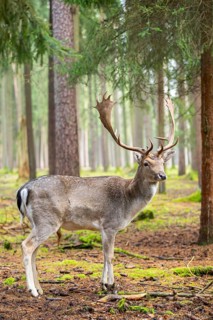 European fallow deer (Dama dama) buck in a forest in autumn, Bavaria, Germany