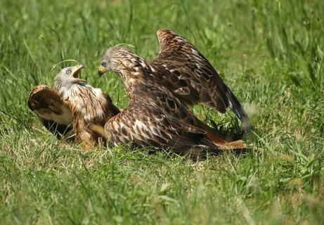 Red Kite (Milvus milvus) – adult birds squabbling in a meadow, Allgäu, Bavaria, Germany