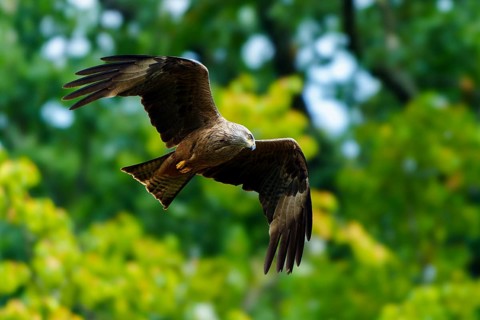 Red Kite (Milvus milvus), wildlife, Germany, a bird of prey gliding in flight against a backdrop of