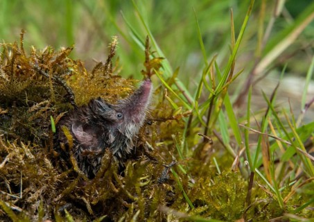 Common shrew, insectivora, insectivora, sorex araneus, wood shrew, mammals, shrew, mammals