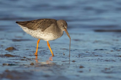 Common redshank (Tringa totanus) adult wading bird pulling a lug worm for food from a mudflat,