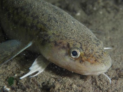 Close-up of a burbot (Lota lota) lying on the sandy seabed in murky waters, dive site: Riff