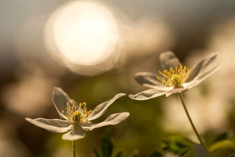 Anemone nemorosa, wood anemone, European thimbleweed, buttercup family, ranunculaceae, flora,