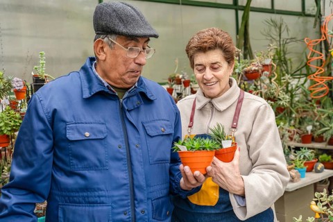 Close-up of a mature couple examining a haworthia succulent in an orange terracotta pot, both
