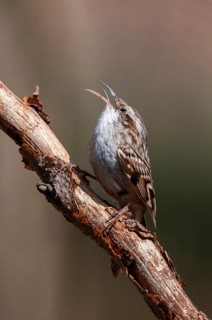 Certhia brachydactyla, horticultural tree runner, short-toed treecreeper, tree runner, birds, high
