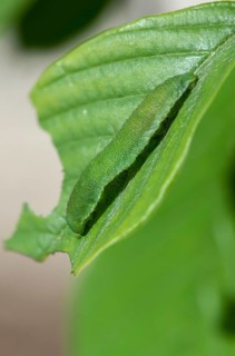 Brimestone, Gonepteryx Rhamni, Butterfly, High Size, Portrait, Inchworm, Insects, Caterpillar,