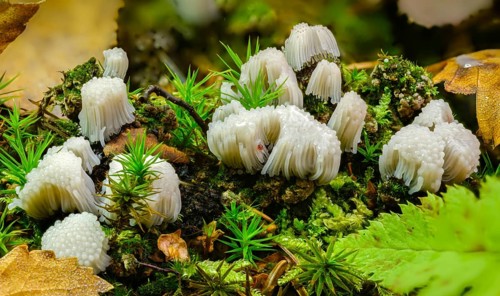 Eumycetozoa, threadweed, threaddust spec., mycetozoa, slime molds, stemonitis spec., fungi, fungi,