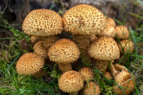 Dryophila squarrosa, Pholiota squarrosa, Pholiota verruculosa, cubs, sparse squeaks,