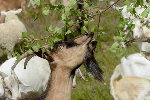 Artiodactyla, Capra Aegagrus Hircus, even-toed ungulate, cloven-hoofed, Pöllwitzer Wald, Thuringia,