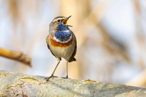Bluethroat (Luscinia svecica cyanecula) ml Germany