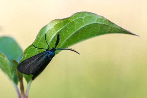 Blackthorn aurora moth, dark green ram, heather green ram, rhagades pruni, butterfly, insects,