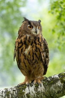 An eagle owl perches steadily on a branch in a green forest, its head turned to one side, an eagle