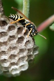 Eumenidae, hymenoptera, polistes nimpha, heath paper wasp, hymenoptera, polistes nimpha, solitary