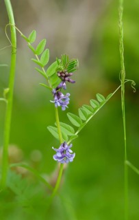 Fabaceae, butterflies, vicia sepium, vetch, bush vetch, flora, high size, vertical format, plants