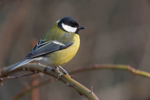 Great tit, great tit, parus major, birds, tits, passeri, songbirds, songbirds, tits, birds