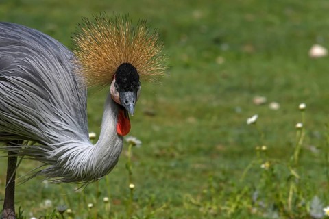 Crowned Crane (Balearica pavonina), Nuremberg Zoo, Middle Franconia, Bavaria, Germany
