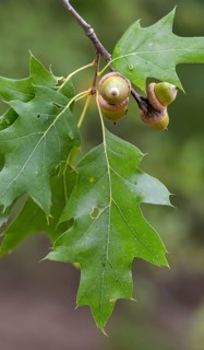 American tip oak, beech family, fagaceae, quercus rubra, red oak, tree, trees, flora, high size,
